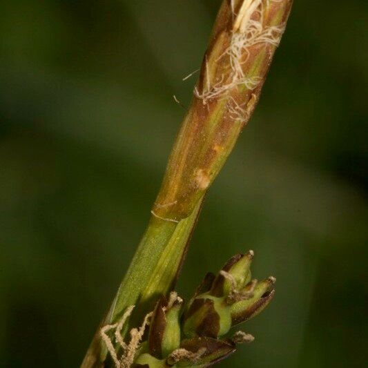 Carex vaginata Fruit