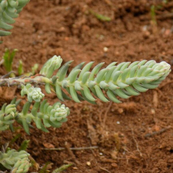 Sedum sediforme 葉