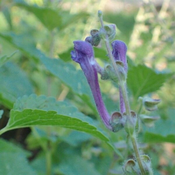 Scutellaria columnae 形態