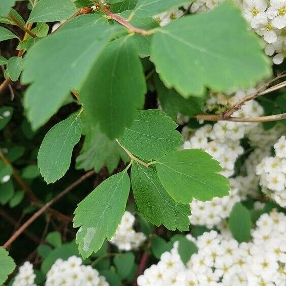 Spiraea chamaedryfolia Leaf