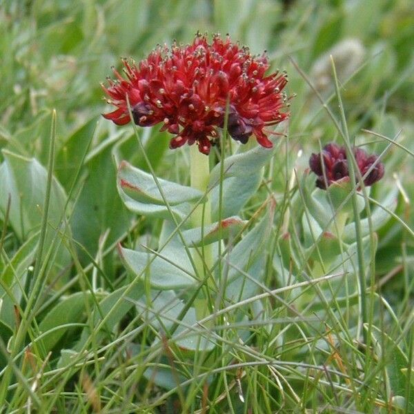 Rhodiola integrifolia Frucht