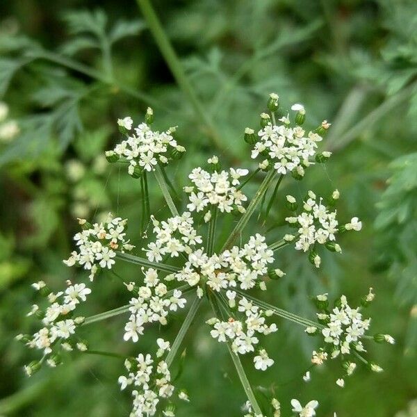 Aethusa cynapium 花