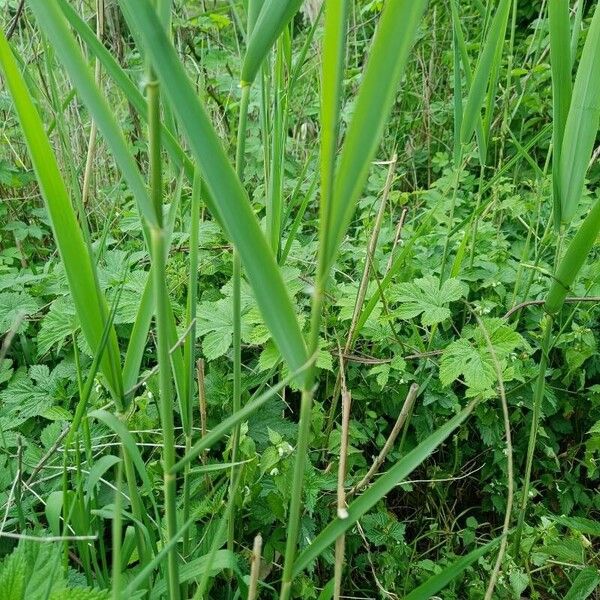 Phragmites australis Rinde