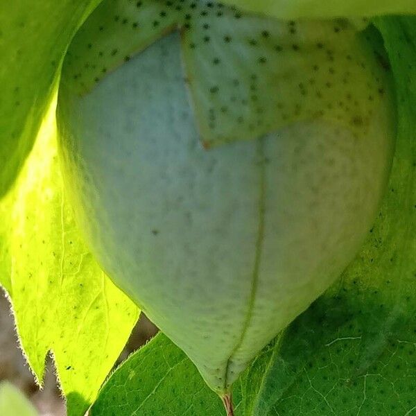 Gossypium herbaceum ফল