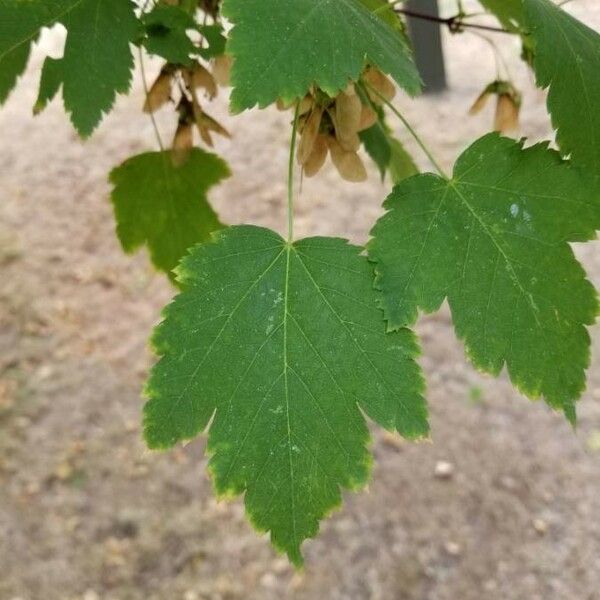 Acer spicatum Levél