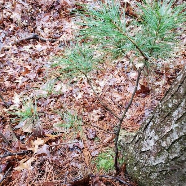 Pinus strobus Habitus