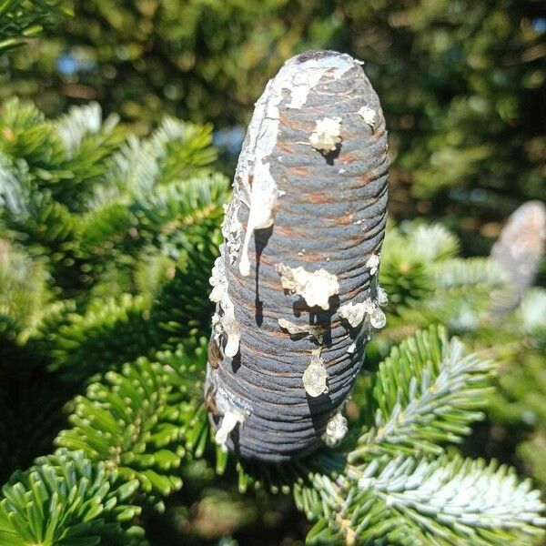 Abies homolepis Плод