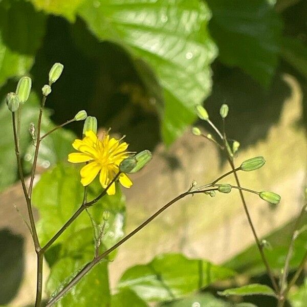 Lapsana communis Habit