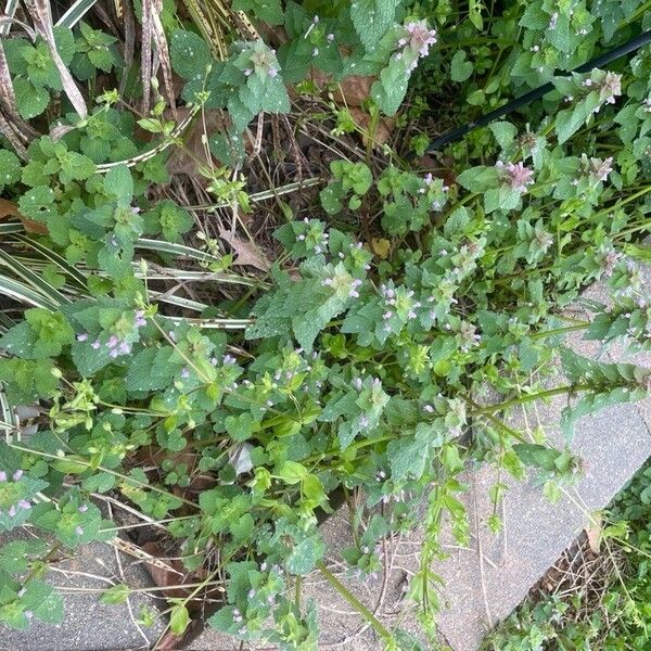 Lamium hybridum Lorea