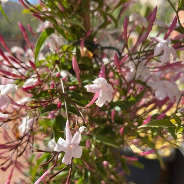 Jasminum polyanthum Květ