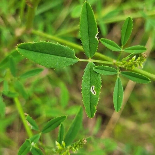 Melilotus albus Blad