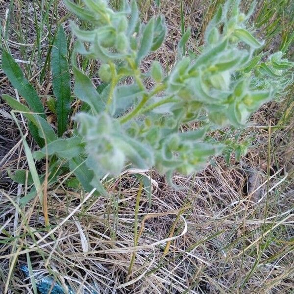 Nonea pulla Flor