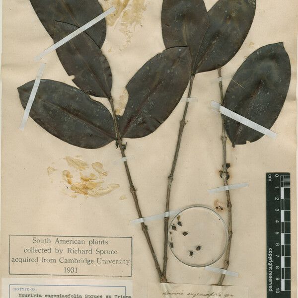 Mouriri eugeniifolia Leaf