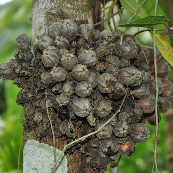 Ficus fistulosa Vrucht