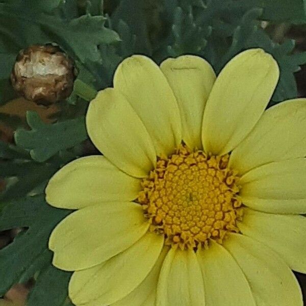 Argyranthemum frutescens Flower