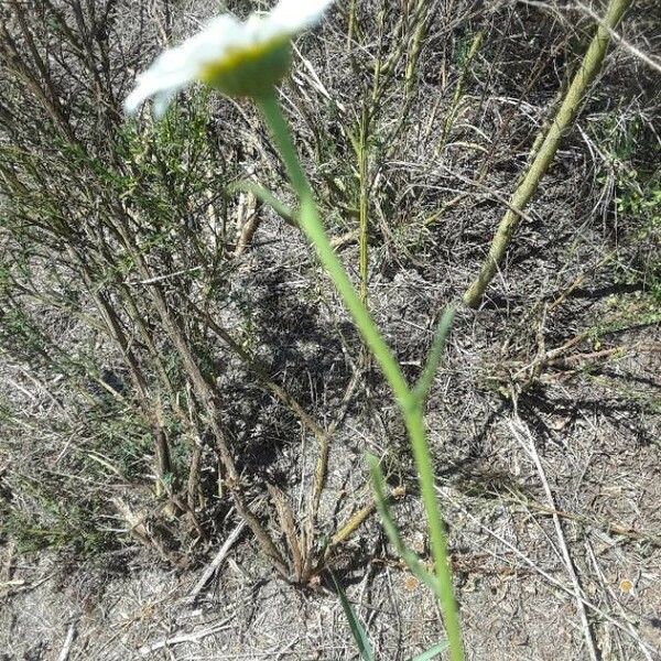 Anthemis cotula Ŝelo