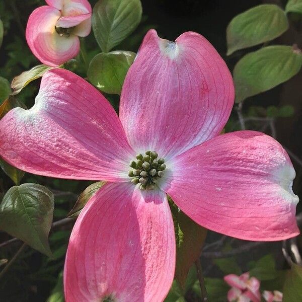 Cornus florida Flower