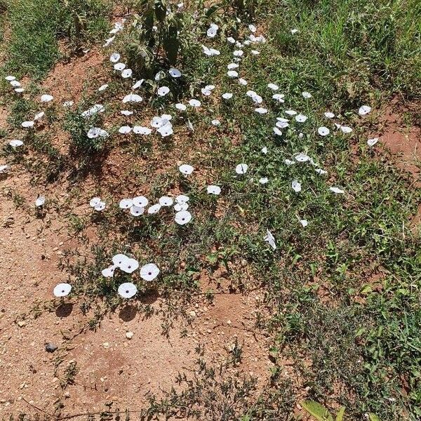 Ipomoea mombassana Habitat