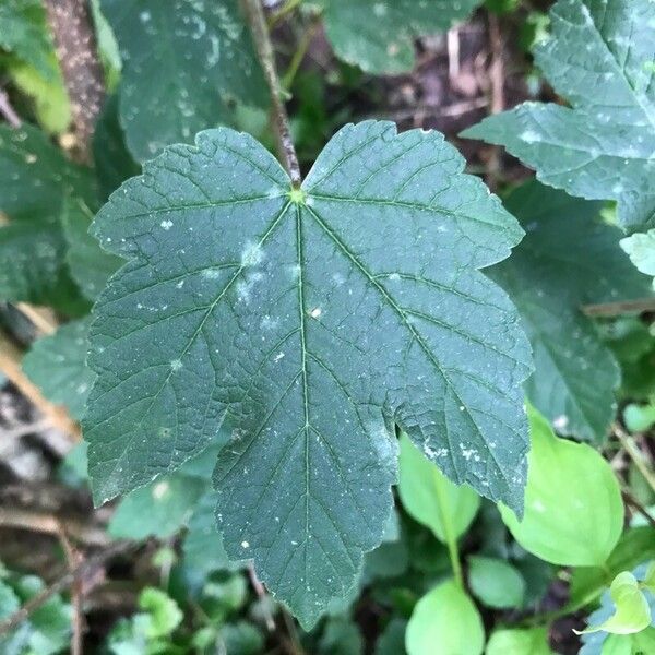 Acer pseudoplatanus পাতা