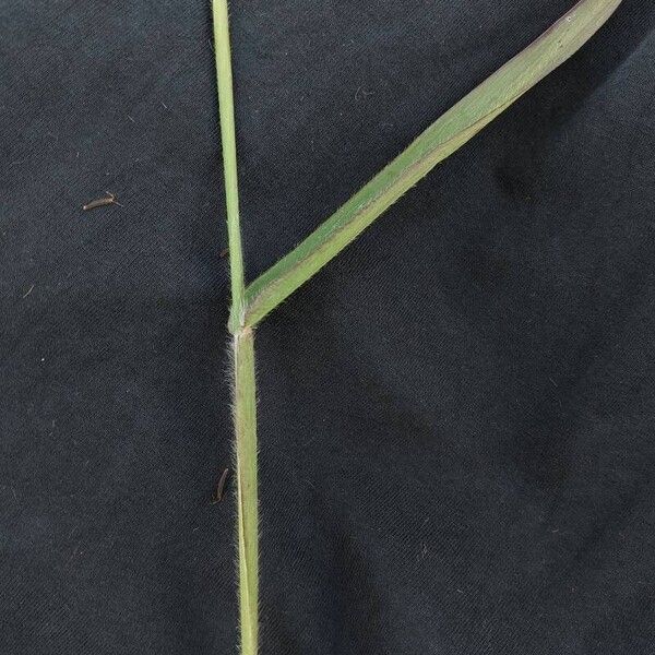 Paspalum paniculatum Blatt