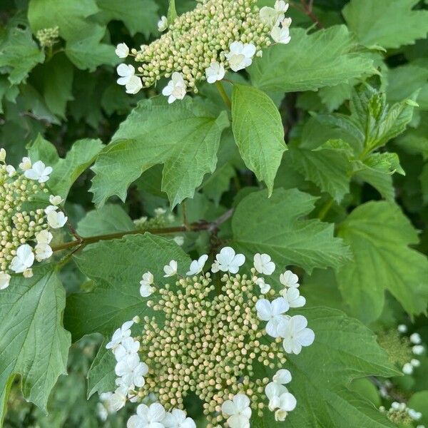 Viburnum trilobum Flower