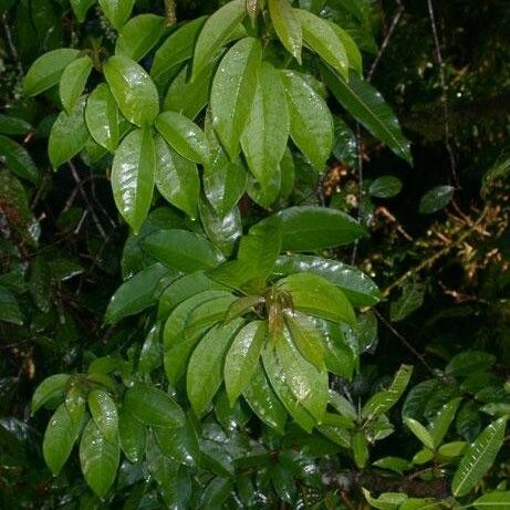 Trichostigma octandrum Habitus