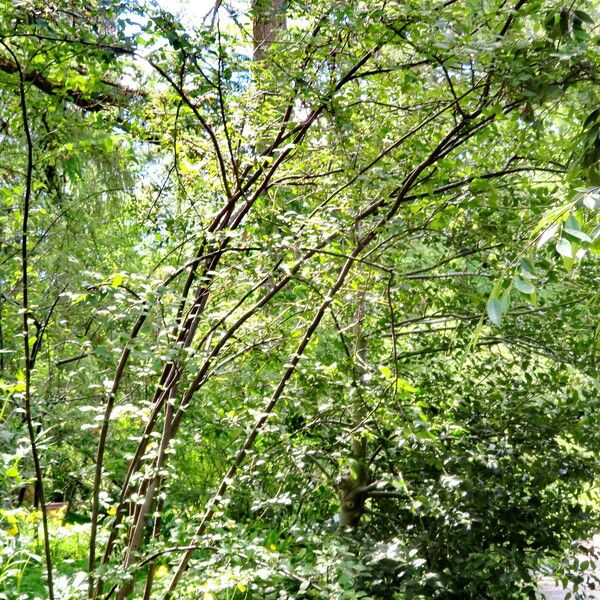 Cotoneaster hebephyllus Hábito