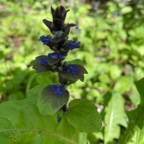 Ajuga genevensis 花