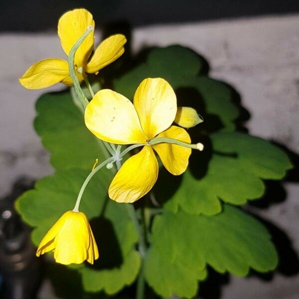 Chelidonium majus Flower