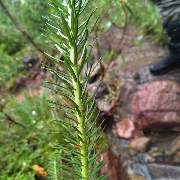 Rhodiola semenovii Лист