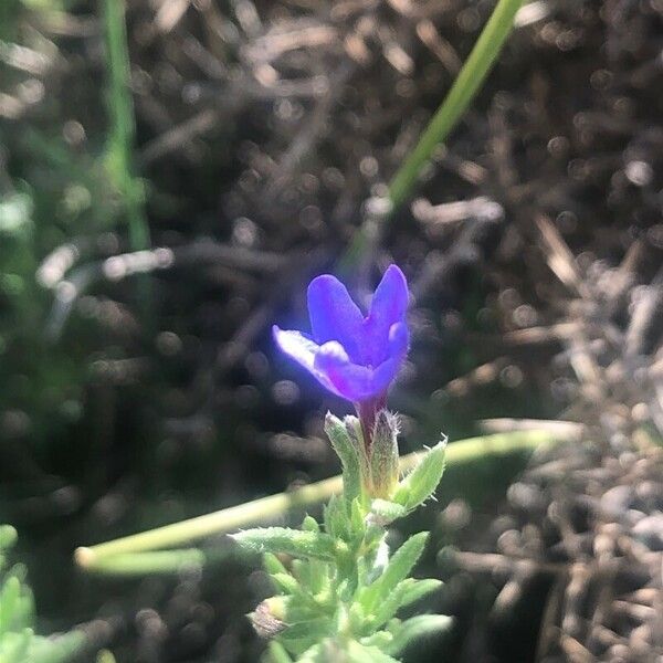 Lithodora fruticosa Flower