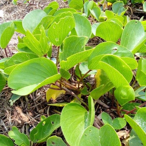 Ipomoea pes-caprae 叶