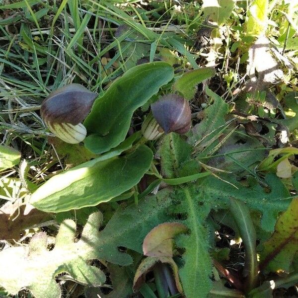 Arisarum vulgare 形态