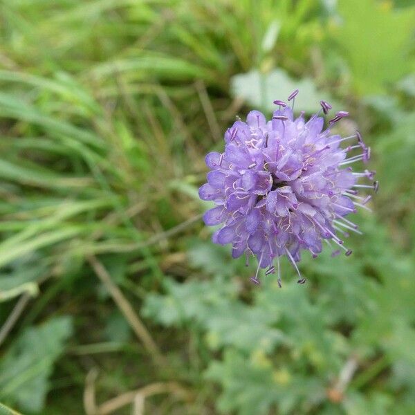 Succisa pratensis Flower