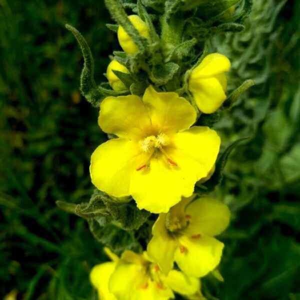 Verbascum densiflorum Flower