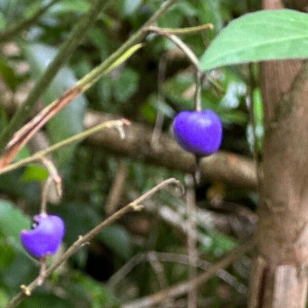 Dianella ensifolia Fruchs