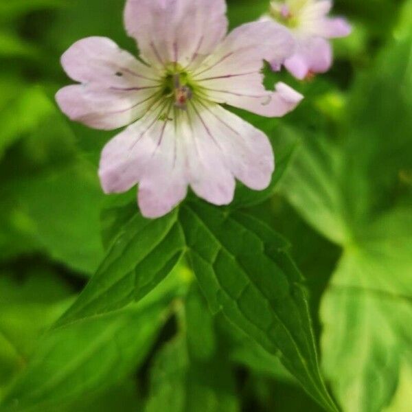 Geranium nodosum Цвят