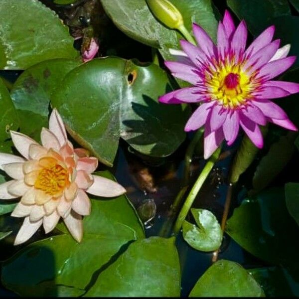 Nymphaea odorata Blüte