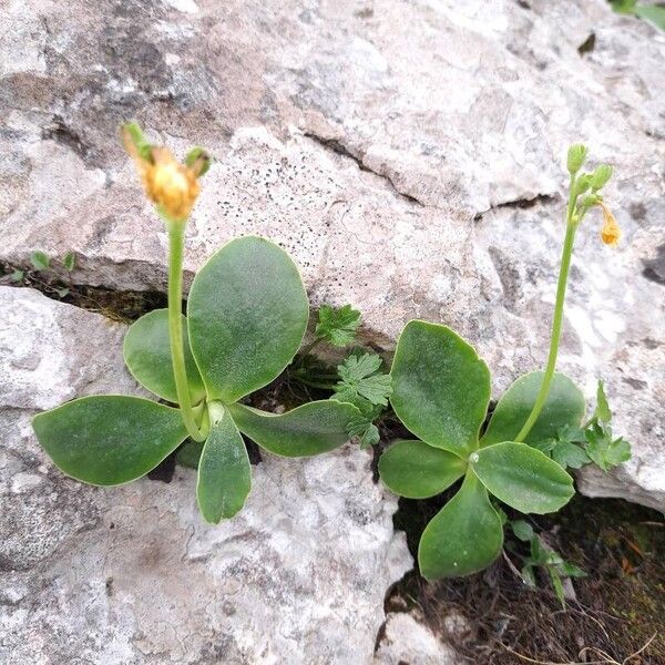 Primula auricula Folio