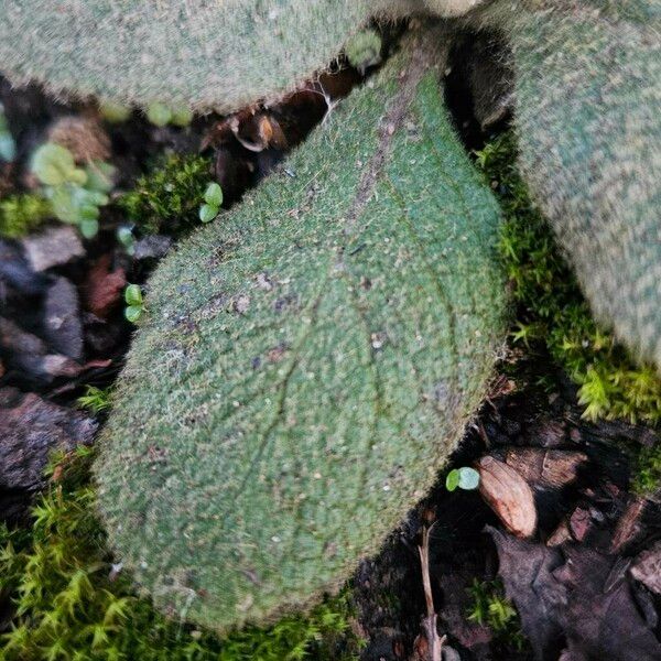 Verbascum phlomoides List