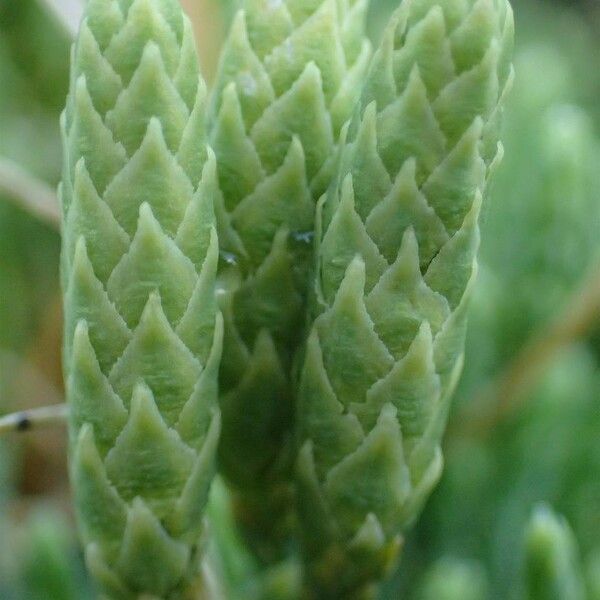 Lycopodium alpinum Ffrwyth