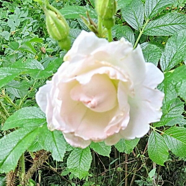 Rosa carolina Flor