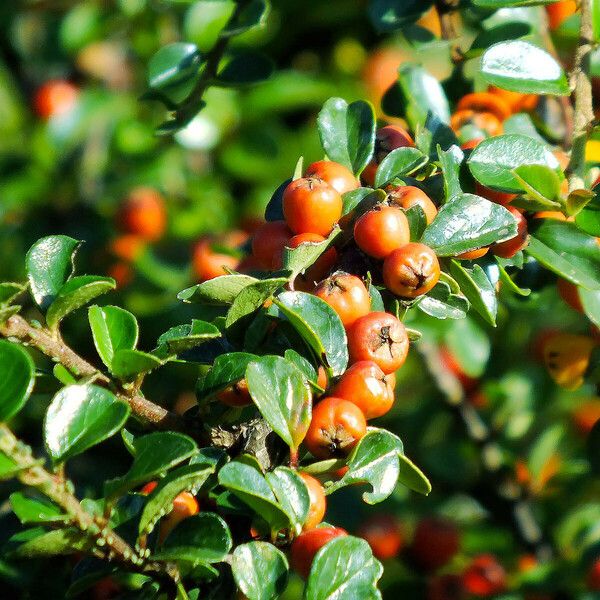 Cotoneaster hjelmqvistii 果