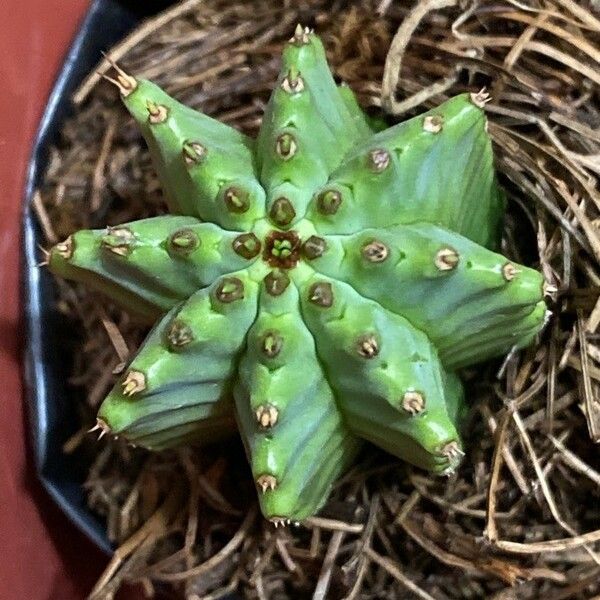 Euphorbia pulvinata Leaf