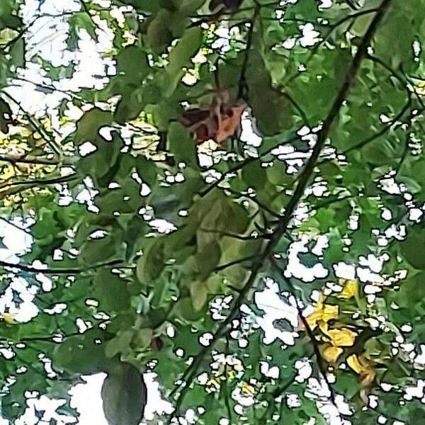 Quercus suber Blad