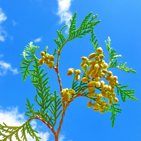 Platycladus orientalis Fruit