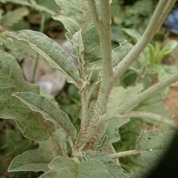 Solanum elaeagnifolium Kaarna