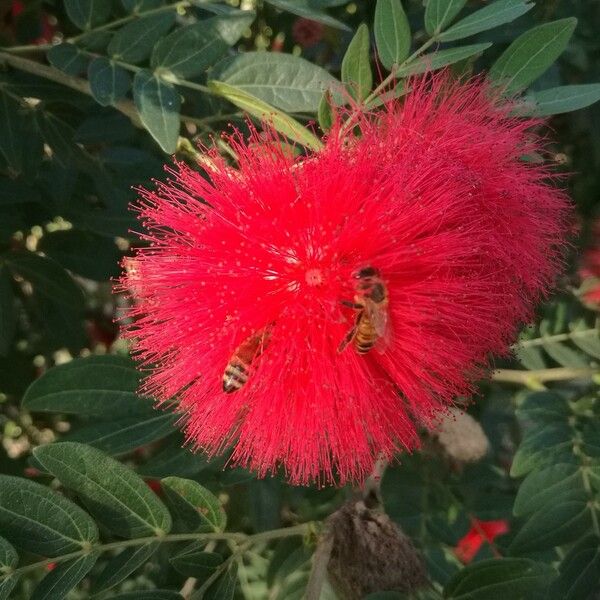 Calliandra haematocephala Lorea