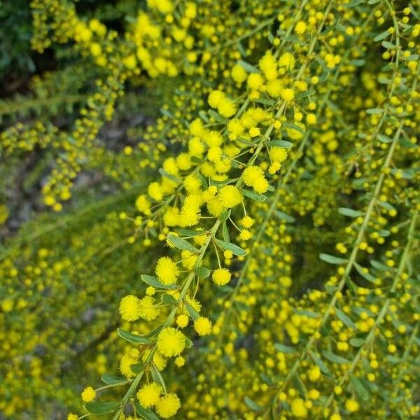 Acacia acinacea Flower