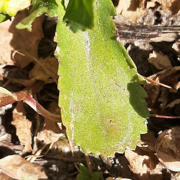 Coleostephus myconis Leaf